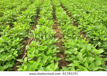 Rows of soy beans in farm field