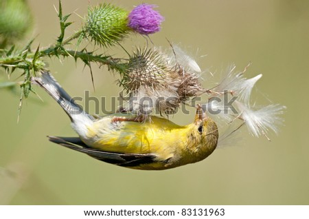 Bull Thistle Seed