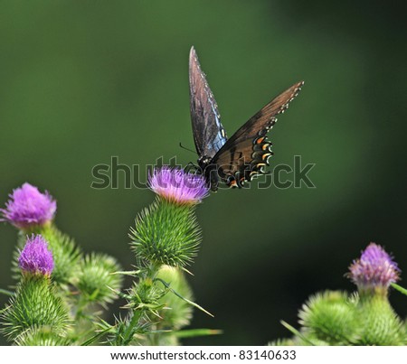 Red-spotted purple swallowtail butterfly on purple bull thistle flower
