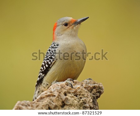 Red-bellied woodpecker perched on rock