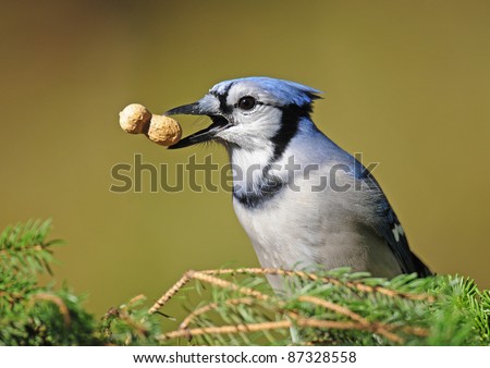 Blue jay with peanut at tip of its beak