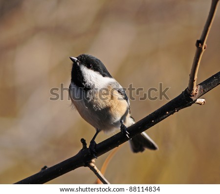 Black-capped chickadee with head turned up in a curious pose