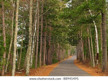 Road through forest lined with stately red pine trees and white paper birch trees with fallen orange pine needles on the ground