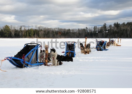 Dog sleds and teams of dogs lined up on frozen lake, waiting for dog sledding action