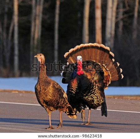 Pair of wild turkeys crossing country road, with male turkey displaying mating plumage