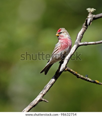 Common redpoll bird, male, with its bright red cap and pretty pink breast, clinging to branch of tree, with muted green background