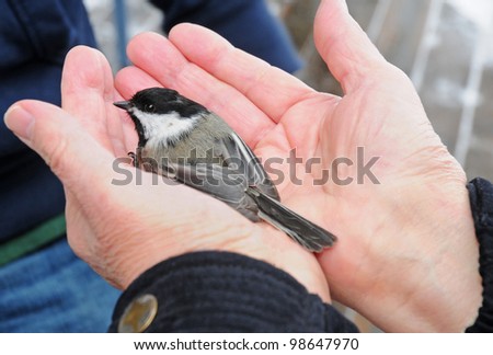 Hands holding a black-capped chickadee bird during a bird banding demonstration
