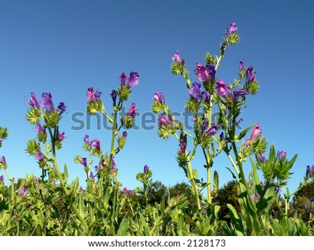 Weeds Reaching For The Blue Sky Low Angle Of Flowering Weeds Reaching Up To A Blue Sky