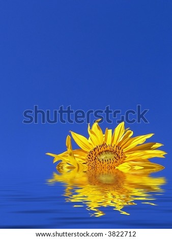 Contrast of a sunflower against a blue sky floating in water with plenty copy space.