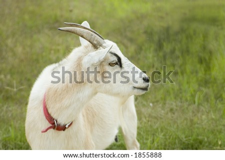 A white goat stands alone.