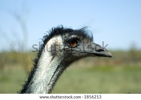 stock photo : An Emu with a slick hairstyle.