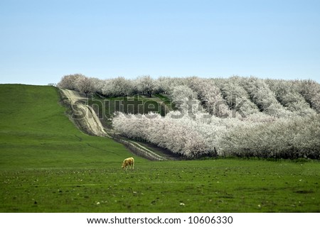 Almond blossoms in California.