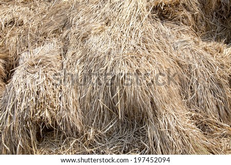 Rice straw background of Thailand.
