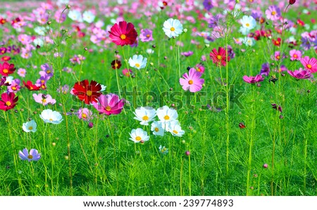 Cosmos flower (Cosmos Bipinnatus) with blurred background. Cosmos flowers blooming in the garden