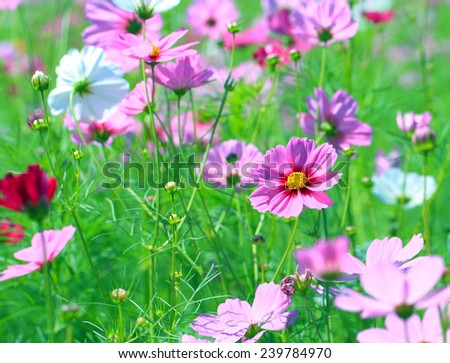 Cosmos flower (Cosmos Bipinnatus) with blurred background.Cosmos flowers blooming in the garden.