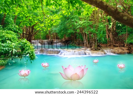 Pink lotus in water fall  hua mae kamin Kanchanaburi, Thailand (hua mae kamin waterfall Nation Park)