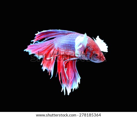 Red and blue siamese fighting fish, betta fish isolated on black background.