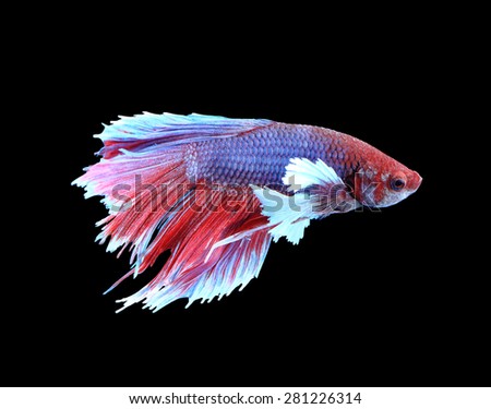Red and blue siamese fighting fish, betta fish isolated on black background.
