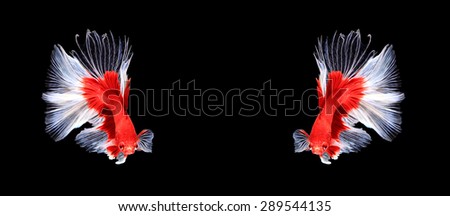 Red and white siamese fighting fish halfmoon , Pouple betta fish isolated on black background.