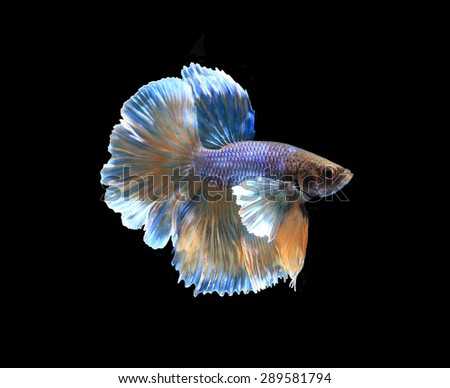 Gold and blue siamese fighting fish half moon , betta fish isolated on black background.