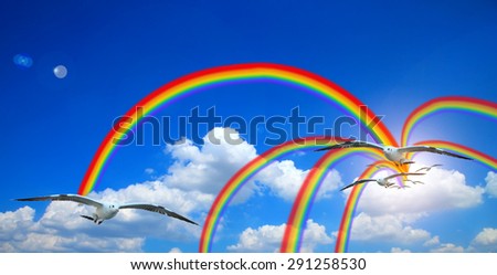 flying seagull in sky sun with clouds and rainbow.cloud blue sky background cloudy texture rainbow.