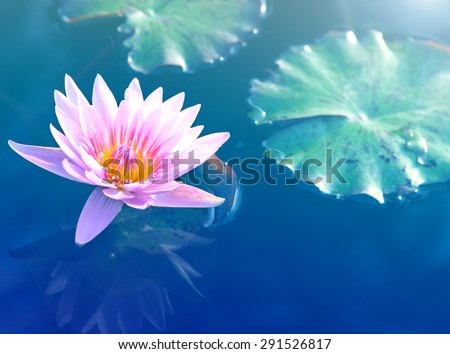 Pink lotus flower.Pink lotus blossom or water lily flowers blooming on pond.
