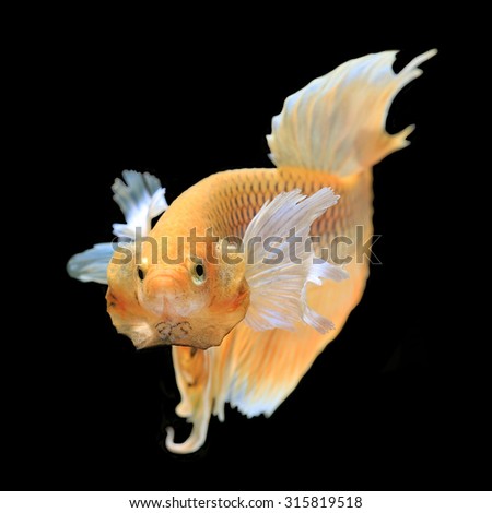 Gold siamese fighting fish, betta fish isolated on black background.