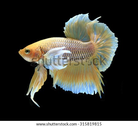 Gold siamese fighting fish, betta fish isolated on black background.