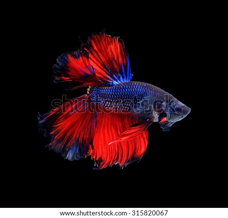 Red and blue siamese fighting fish halfmoon , betta fish isolated on black background.