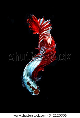 Red dragon siamese fighting fish, betta fish isolated on black background.