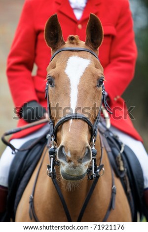 Horse Front Riding