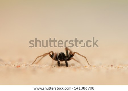 Small spider