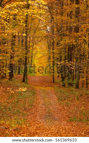 Autumn forest and road