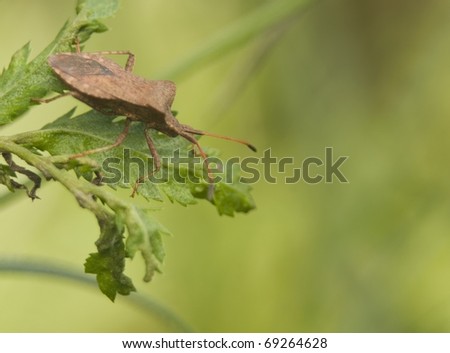 Coreus marginatus bug in the leaf