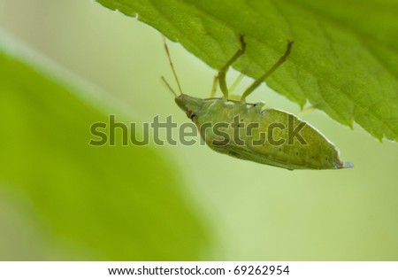 Palomena prasina Green bug on leaf