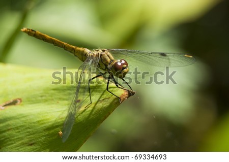 Sympetrum sanguineum - dragonfly in chat rooms on the branch
