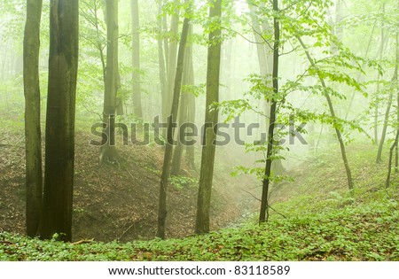 Beech forest in the summer after the storm