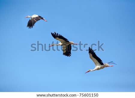 Blue Crane Flying