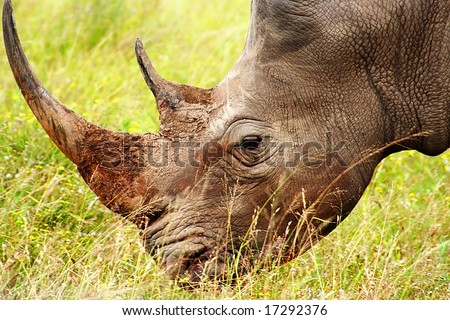White Rhinoceros On The Plain