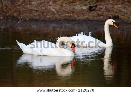 Two swans on lake in the windy evening