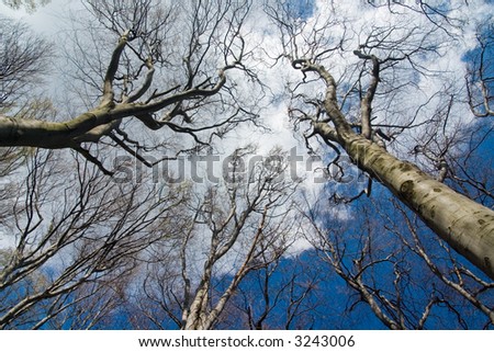 Tops of fall trees on blue sky background