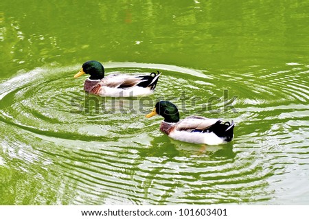 Two male mallard ducks on a green pond
