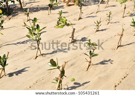 Fresh planted trees on a reforestation project. The earth is covered by cloth to prevent erosion.