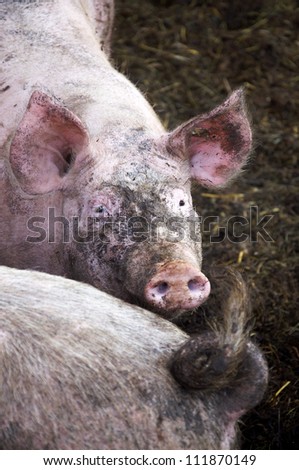 Dirty but happy pig living in an organic farm with lots of dirt and freedom