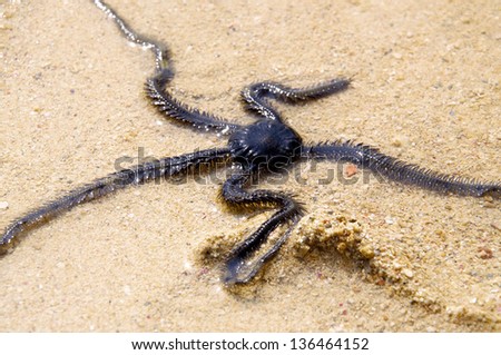 Brittle Star in the Shallow Water