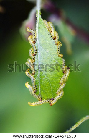 Many Caterpillars eating on a green leaf. Actually Larva of a sawfly (Tenthredinidae)