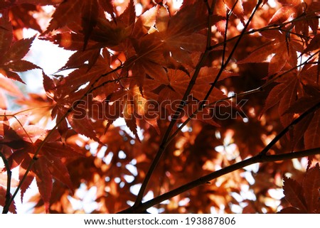 Beautiful red maple leaves against a sunny sky in early fall