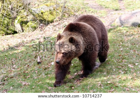 A young Brown Bear (Ursus arctos) walking on four legs.