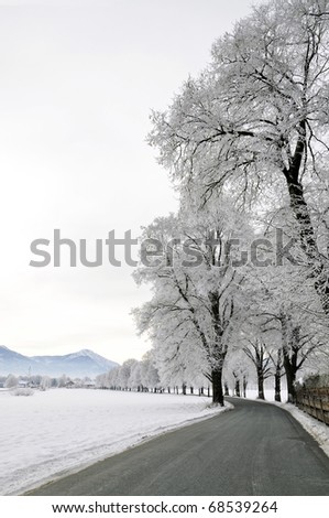 Hoar Frost has magically transformed this canopy road at the foot of the bavarian alps