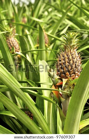 Some pineapples growing on a pineapple farm